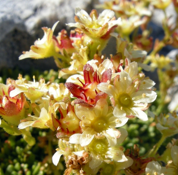 Saxifraga exarata subsp. ampullacea /  Sassifraga del Gran Sasso